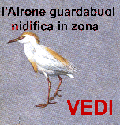 vedi nidificazione Airone Guardabuoi