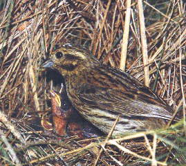 Emberiza cirlus